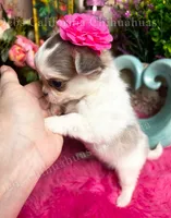 Extraordinary  BEAUTY, a female Chihuahua for sale in Tracy, CA – 5 of 6