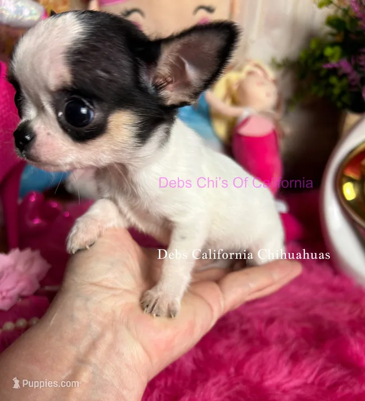 Xtiny DREAM – Chihuahua puppy on hold in Tracy, CA