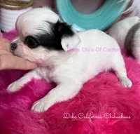 LC Little  LONDON, a female Chihuahua for sale in Tracy, CA – 4 of 4