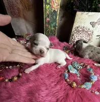 Casper -Price Incl Nanny Delivery , a  Chihuahua for sale in Tracy, CA – 1 of 3