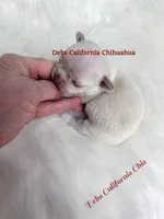  Tiny  TINKERBELL , a female Chihuahua for sale in Tracy, CA – 3 of 3
