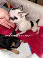Deb’s Gentleman INKBLOT- 2 VIDEOS, a male Chihuahua for sale in Tracy, CA – 1 of 8