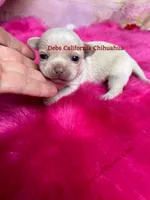  Tiny  TINKERBELL , a female Chihuahua for sale in Tracy, CA – 2 of 3