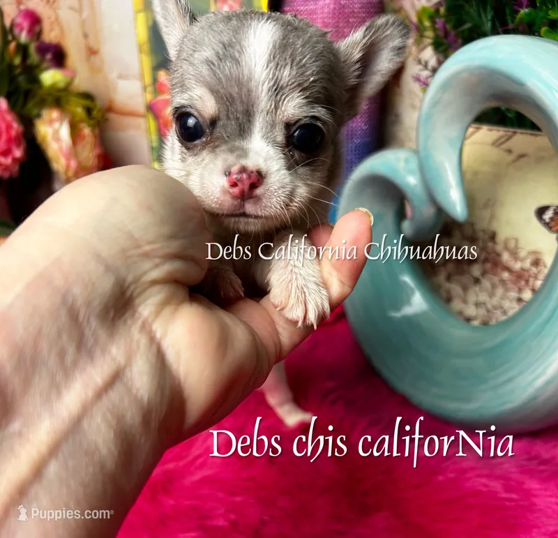  Colorful PICASSO – Chihuahua puppy for sale in Tracy, CA