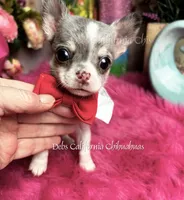 Tiny PICASSO AKAGIZMO , a male Chihuahua for sale in Tracy, CA – 2 of 4