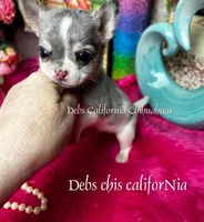  Colorful PICASSO, a male Chihuahua for sale in Tracy, CA – Photo 2 of 3