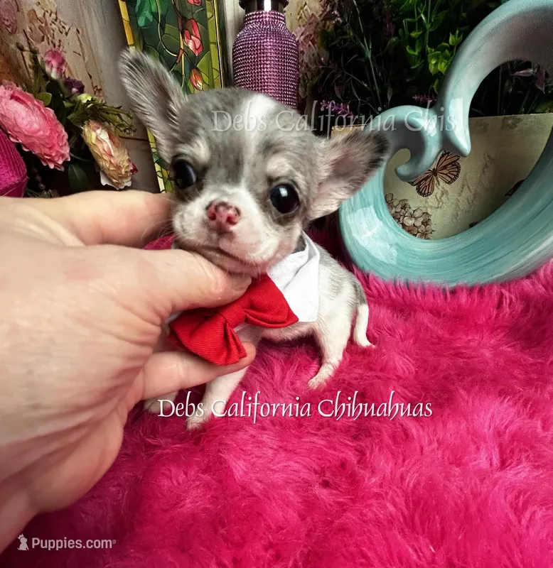 Tiny PICASSO AKAGIZMO  – Chihuahua puppy for sale in Tracy, CA