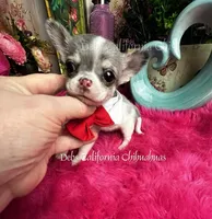 Tiny PICASSO AKAGIZMO , a male Chihuahua for sale in Tracy, CA – 1 of 4