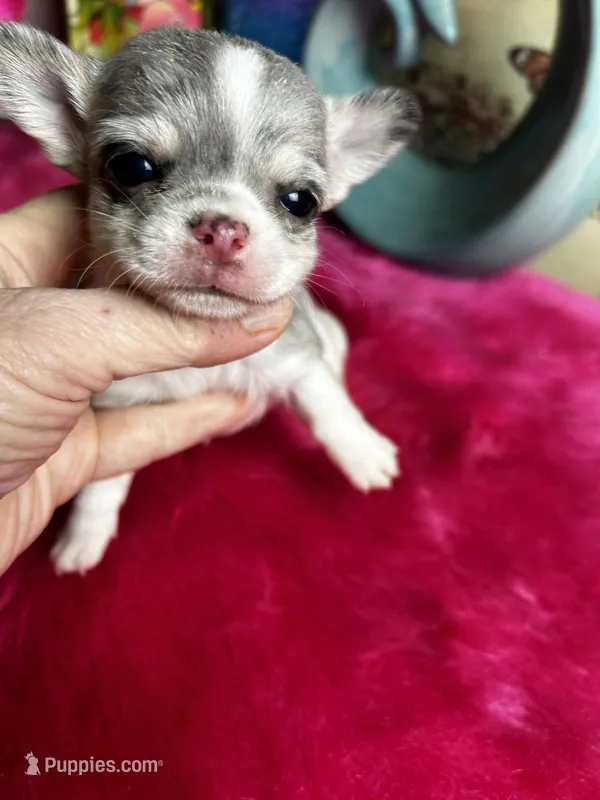 Little Gizmo  – Chihuahua puppy for sale in Tracy, CA