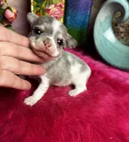 Gizmo , a  Chihuahua for sale in Tracy, CA – Photo 1 of 3