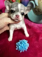 Little Gizmo , a male Chihuahua for sale in Tracy, CA – Photo 3 of 4