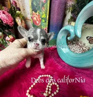  Colorful PICASSO, a male Chihuahua for sale in Tracy, CA – Photo 3 of 3
