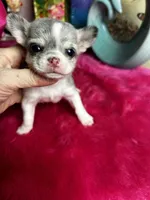 Little Gizmo , a male Chihuahua for sale in Tracy, CA – Photo 2 of 4