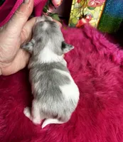 Gizmo , a  Chihuahua for sale in Tracy, CA – Photo 3 of 3