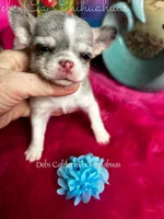 Little Gizmo , a male Chihuahua for sale in Tracy, CA – Photo 4 of 4