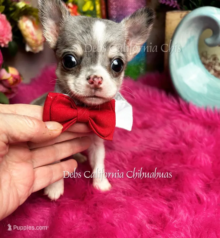 Tiny PICASSO See Video – Chihuahua puppy for sale in Tracy, CA