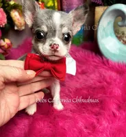 Tiny PICASSO AKAGIZMO , a male Chihuahua for sale in Tracy, CA – 4 of 4