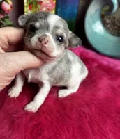 Gizmo , a  Chihuahua for sale in Tracy, CA – Photo 2 of 3