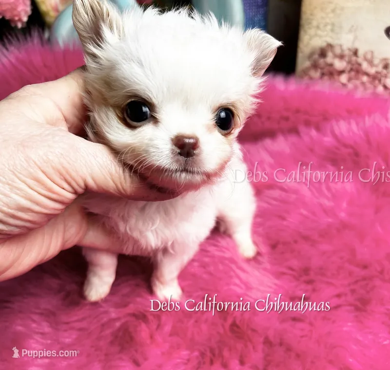Tiny POWDER – Chihuahua puppy for sale in Tracy, CA