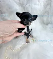 Debs Calif Chi’s VADER, a male Chihuahua for sale in Tracy, CA – 1 of 4
