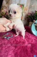 TINY PIKACHU, a male Chihuahua for sale in Tracy, CA – 3 of 6