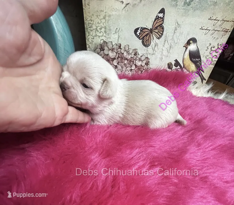 Tiny Marshmellow   – Chihuahua puppy for sale in Tracy, CA