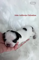 Little PANDA, a male Chihuahua for sale in Tracy, CA – 4 of 4