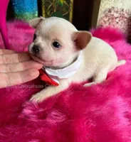 Debs California Chis STUART , a male Chihuahua for sale in Tracy, CA – 4 of 5