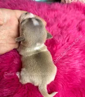 DEBS CALIF CHIS Tiny WILLOW, a male Chihuahua for sale in Tracy, CA – 3 of 6
