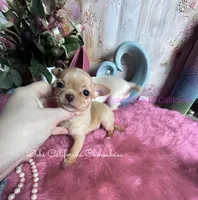 Tiny  POOH BEAR, a male Chihuahua for sale in Tracy, CA – 3 of 3