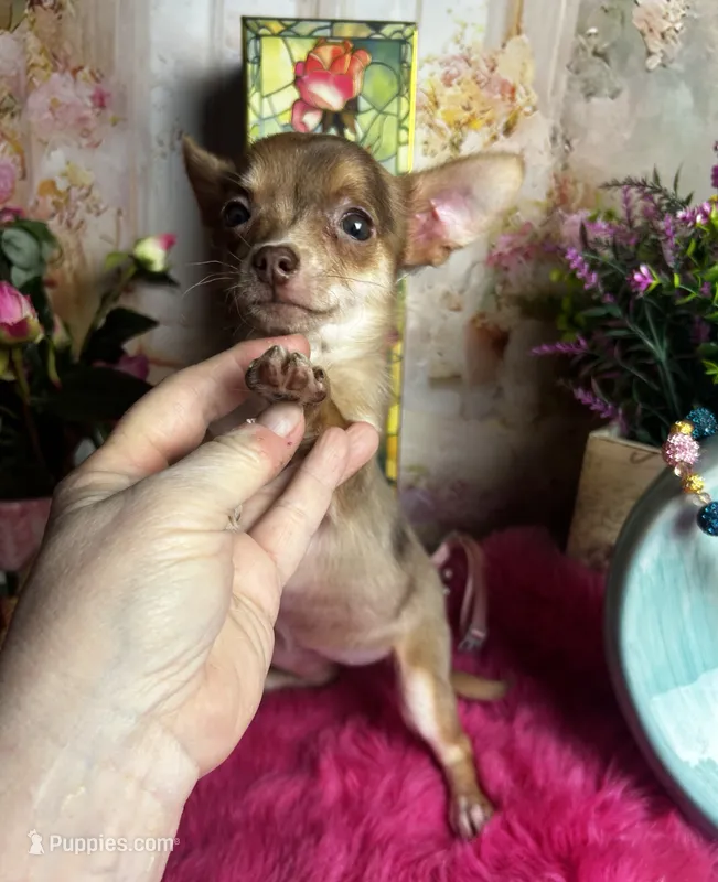 Little chocolate COCO – Chihuahua puppy for sale in Tracy, CA