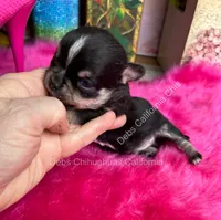 Debs Calif Chi’s Tiny PEPE LE PEW, a male Chihuahua for sale in Tracy, CA – 2 of 4