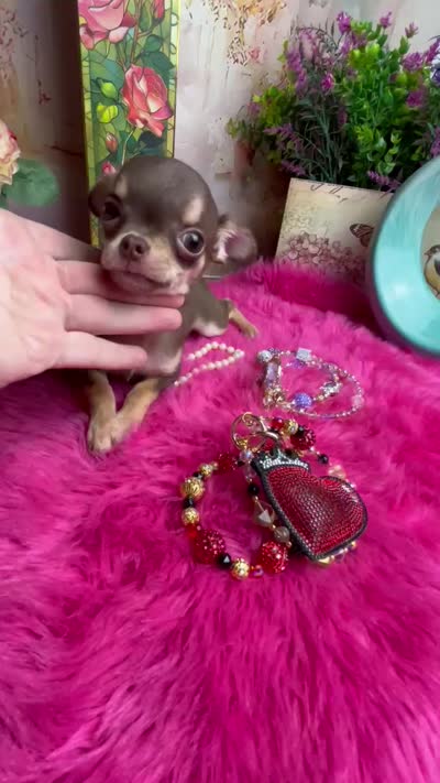 Hershey - See Video , a male Chihuahua for sale in Tracy, CA – 5 of 5