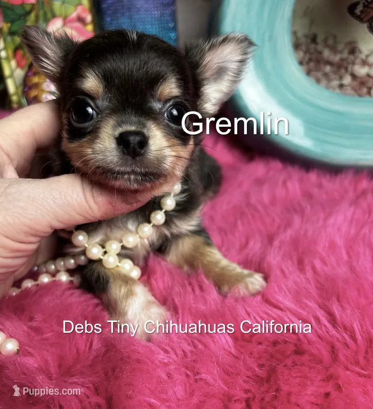 Tiny GREMLIN  – Chihuahua puppy for sale in Tracy, CA