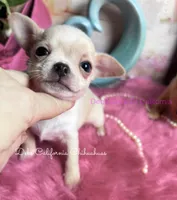 Tiny STUART LITTLE , a male Chihuahua for sale in Tracy, CA – 5 of 7