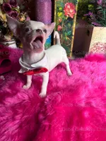 DEB’S California Chis  Little CASPER- 3 Videos! , a male Chihuahua for sale in Tracy, CA – 4 of 10