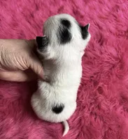 Tiny PANDA See video, a female Chihuahua for sale in Tracy, CA – 3 of 4