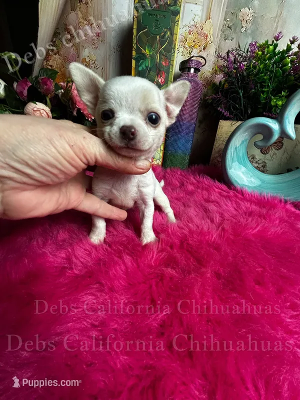 Puzzled Pete – Chihuahua puppy for sale in Tracy, CA