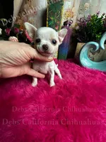 Puzzled Pete, a female Chihuahua for sale in Tracy, CA – 1 of 4
