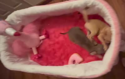 Little GOLDIE -Video, a female Chihuahua for sale in Tracy, CA – 4 of 4