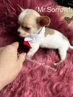 Tiny BUTTON - See Video , a male Chihuahua for sale in Tracy, CA – 4 of 5