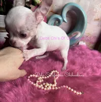 Little CASPER- 2 Videos! , a male Chihuahua for sale in Tracy, CA – 3 of 8