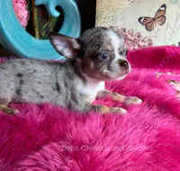ROLEX- Videos! Includes Nanny Delivery, a male Chihuahua for sale in Tracy, CA – 2 of 8