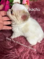 PIKACHU see Video , a male Chihuahua for sale in Tracy, CA – 5 of 8