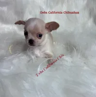 Little  COWBOY , a male Chihuahua for sale in Tracy, CA – 5 of 5