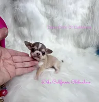 Xtiny WILLOW, a male Chihuahua for sale in Tracy, CA – 3 of 3