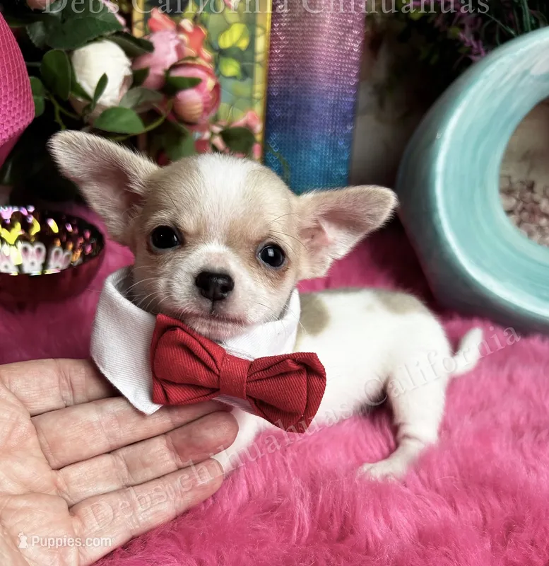 Little BUTTON see video – Chihuahua puppy for sale in Tracy, CA