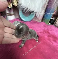 Tiny BLUEJAY , a male Chihuahua for sale in Tracy, CA – 2 of 4