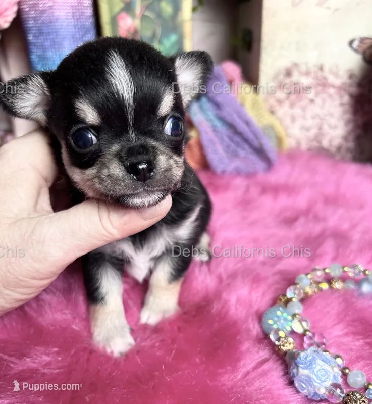 Debs Calif Chi’s Tiny PEPE LE PEW – Chihuahua puppy for sale in Tracy, CA