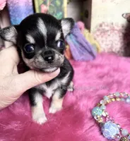 Deb’s California  LC Tiny PEPE LE PEW, a male Chihuahua for sale in Tracy, CA – 1 of 5